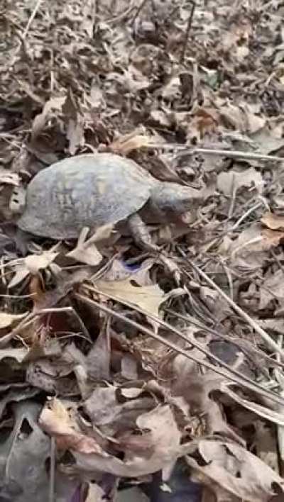 A turtle yawn might be the cutest thing I&rsquo;ve ever seen