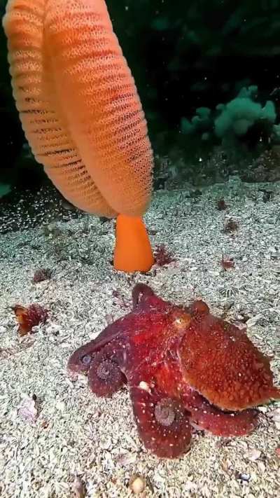 Not all octopuses on BC&rsquo;s coast are giants. This is a ruby octopus: a rarely seen, deep-water species that dwells far below the surface in the cold, dark waters off British Columbia.