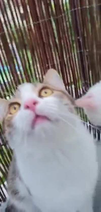 My sister's cat stopped working... Then the other one too