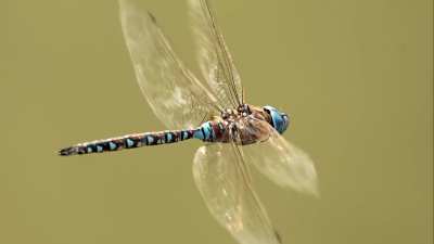 Dragonflies can control all four wings independently, giving them remarkable control in flight