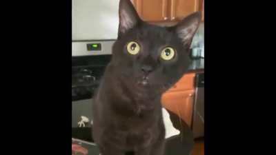 Immigrant cat