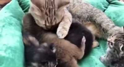 This sweet mama cat adopted the most adorable baby otter&hellip;and it&rsquo;s everything