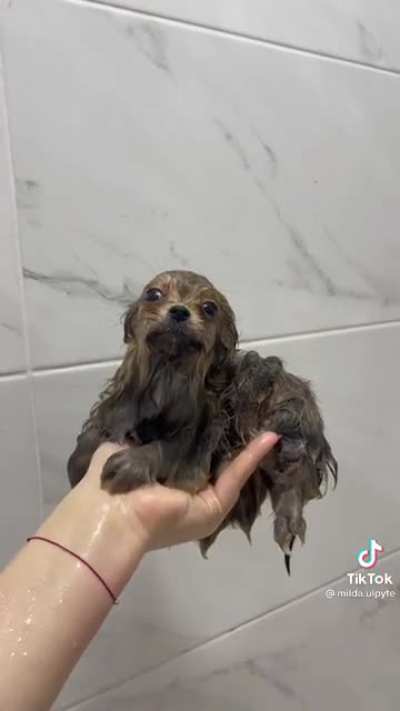 This is my hair wet wet
