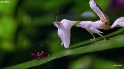 ah the insect kindgom