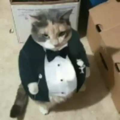 Michi