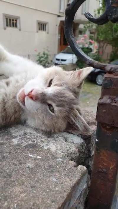 Derpy kisses