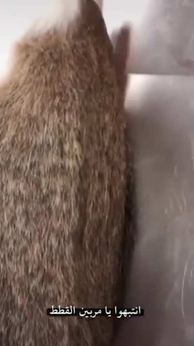بره میم بیبی آریا روی موکا اجراش کنه ببینه