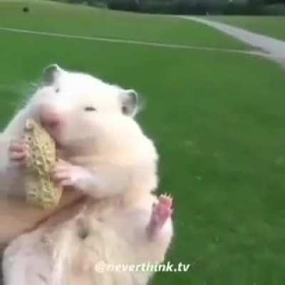 hampter