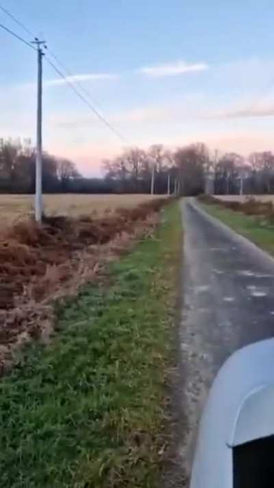 Young boars come and say hi to driver