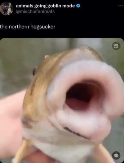 this is the way