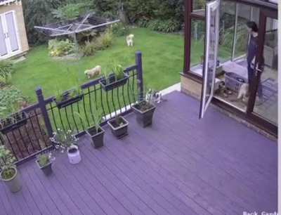Cat shepherds uncooperative dogs in to house