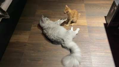 &ldquo;I know you&rsquo;re big, but I&rsquo;m orange&rdquo;