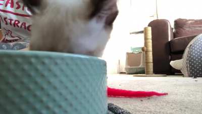 Big thanks to the mods for removing the karmabot&rsquo;s repost. Here&rsquo;s my original video of Grandma Sushi shouting &ldquo;owa owa&rdquo; whilst he eats