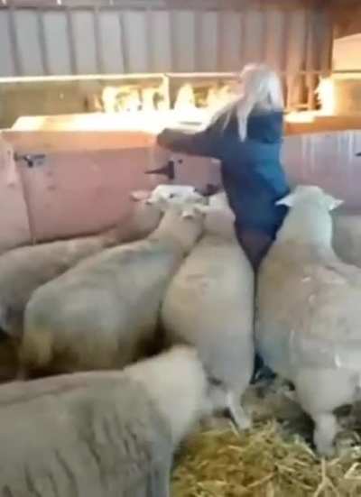 Sheep Attack