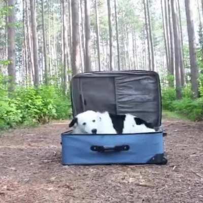 Dog are pack animal