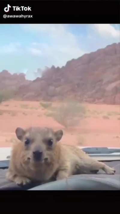Henry, the hyrax.