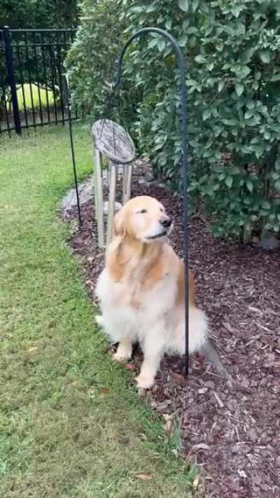 The musical dog