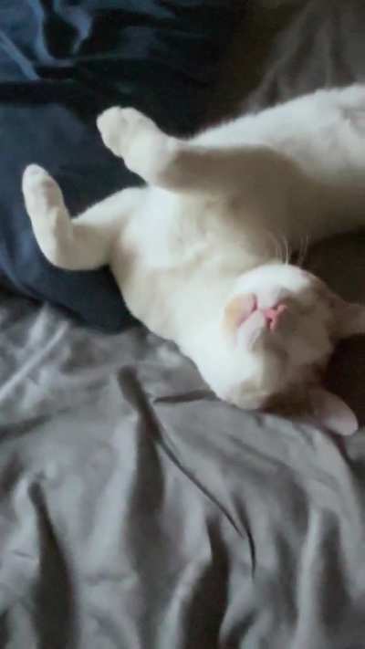My cat had a better idea than watching a Juve match