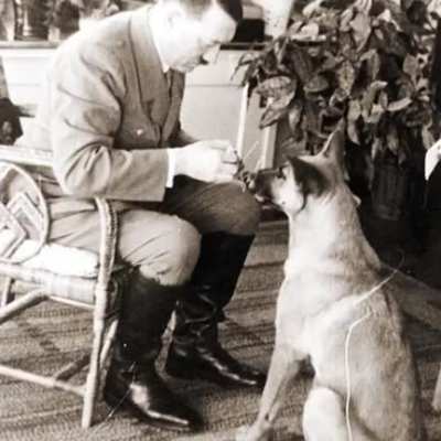 dog