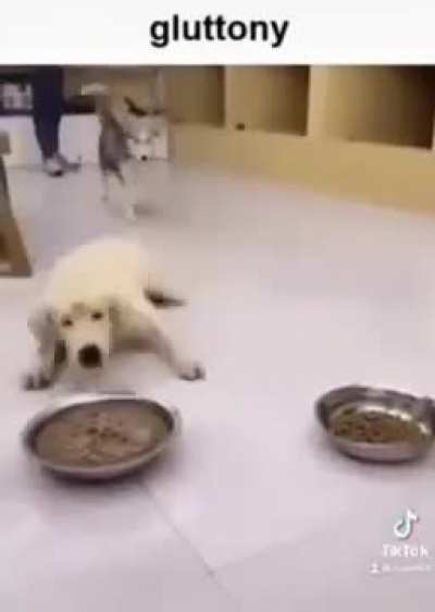 perro