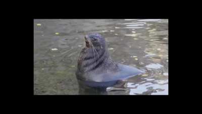 Sea Doggo