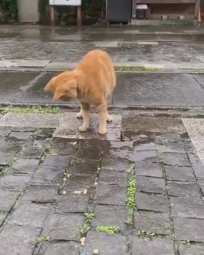 Splasssh