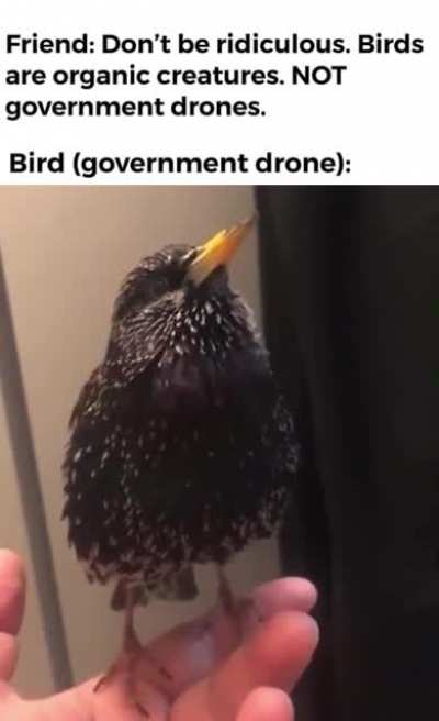 Little fucker probably needs an update
