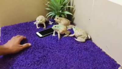 Frogs yelling
