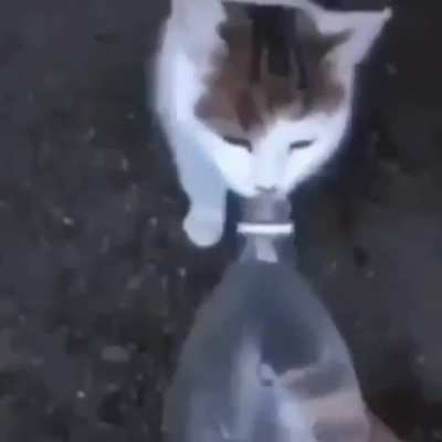 gato awa