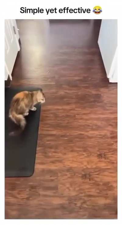 To eat other cat&rsquo;s food 🥘 🐈