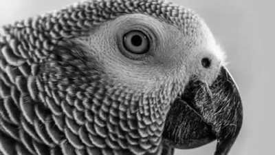 dead naming parrot 💀