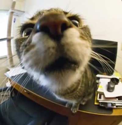 cat rule