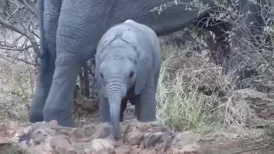 Baby elephants don't learn to control their trunks until they&rsquo;re about a year old