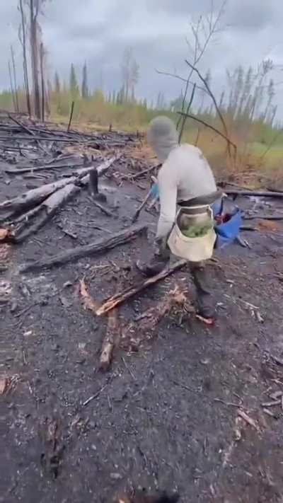 This is 23-year-old Antonio Moose from Quebec as he set a new world record by planting 23,060 trees in 24 hours.