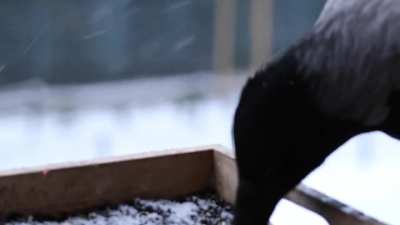 Water &amp;amp; snack visit on a snowy day
