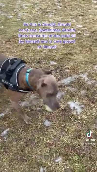 Aww he found a ball... oh my