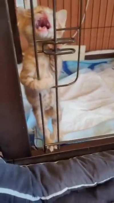 I have been impurrsoned without cause!! I need a pawyer!