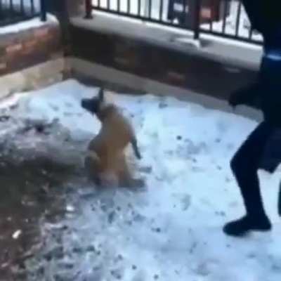 All bark and bite