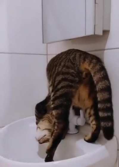 Catculating how to drink from the sink