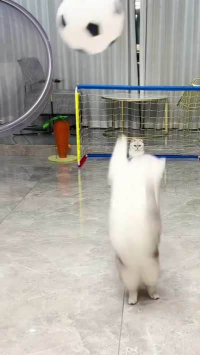 Gatinho Soccer 64