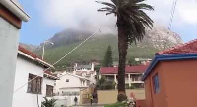 WCGW Felling a palm tree