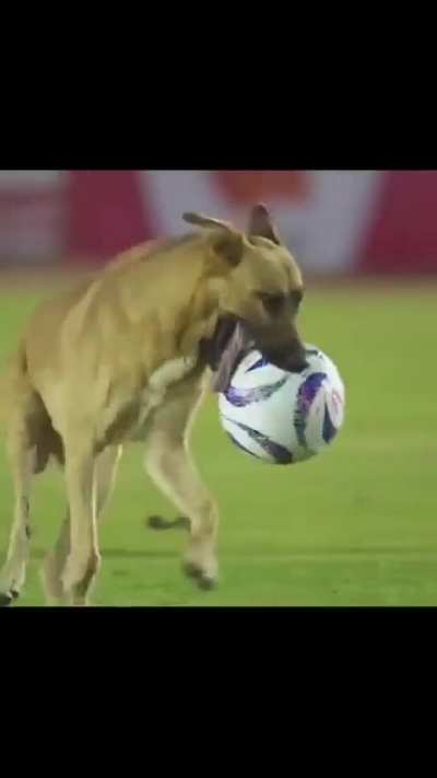 Worlds greatest pitch invader