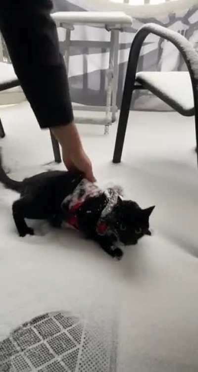 i think hes a huge fan of the snow ☃️🤍 but only if he&rsquo;s wearing his sweater 😸