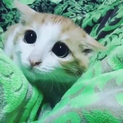 How could you say no to a face like this?