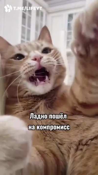 "Кровосток" про кота. "Биография"