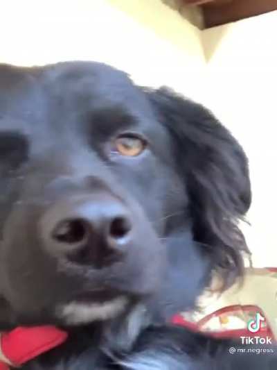 The dog makes for a great actor I&rsquo;ll give him that