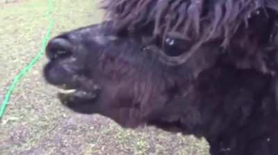Ah, the joys of alpaca maintenance. A short film entitled &ldquo;The Unexpected&rdquo; starring Chai Peppercorn and featuring my wife as The Victim.
