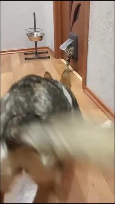 Fastes paws on the block