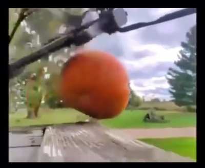 Pumpkin vs ak 47