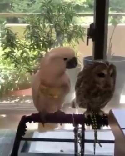 🦜😐: "Touch" 🦉😑: "No Touch" 🦜😐: "Touch" 🦉😠: "No Touch!"